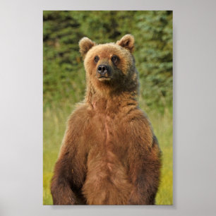 Poster Papier d'affiche 4x6 de l'ours grizzli