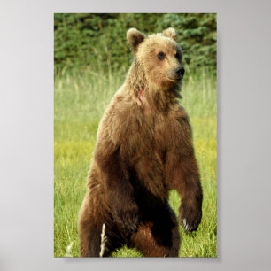 Poster Papier d'affiche 4x6 de l'ours grizzli