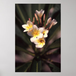 Poster Papier d'affiche à fleurs blanches (mat)