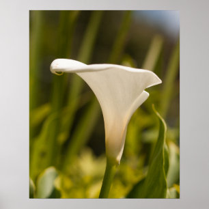 Poster Papier d'affiche à fleurs blanches (mat)