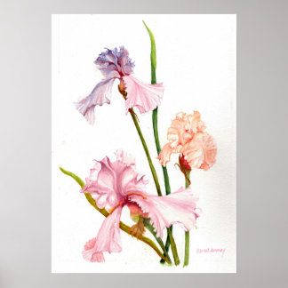 Poster Papier d'affiche à trois Pastel Irises (Matte)