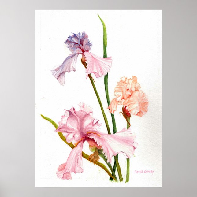 Poster Papier d'affiche à trois Pastel Irises (Matte) (Devant)
