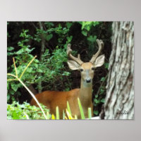 Papier d'affiche de la valeur du cerf à queue blan