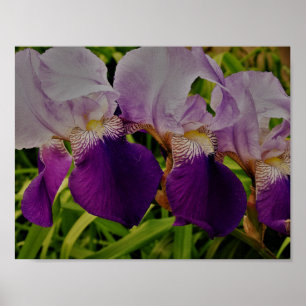Poster Papier d'affiche de la valeur photo de la fleur Ir