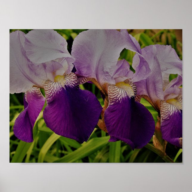 Poster Papier d'affiche de la valeur photo de la fleur Ir (Devant)