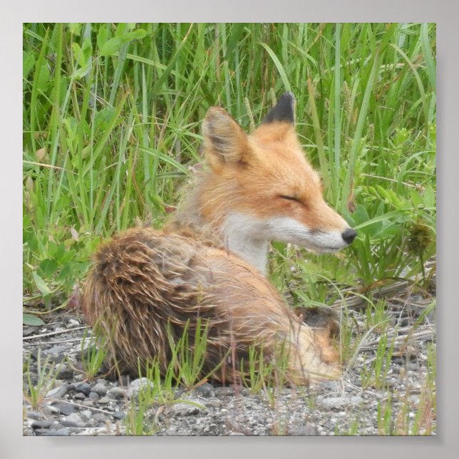 Poster Papier d'affiche de valeur 6x6 (Matte) avec renard (Devant)