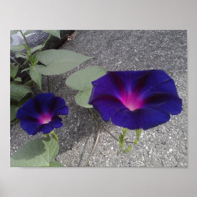 Poster Papier d'affiche de valeur florale (Devant)