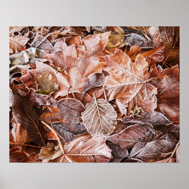 Poster Papier d'affiche Feuille de l'érable d'automne (Ma (Devant)