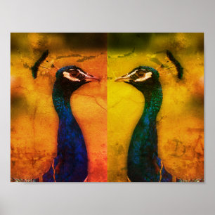 Poster Papier d'affiche Peacock Photo Value (Matte)