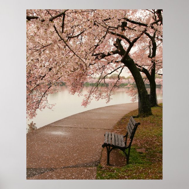 Poster Papier en tissu de fleurs de cerisiers (Devant)