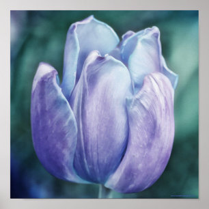 Poster Papier photo bleu violet Tulip