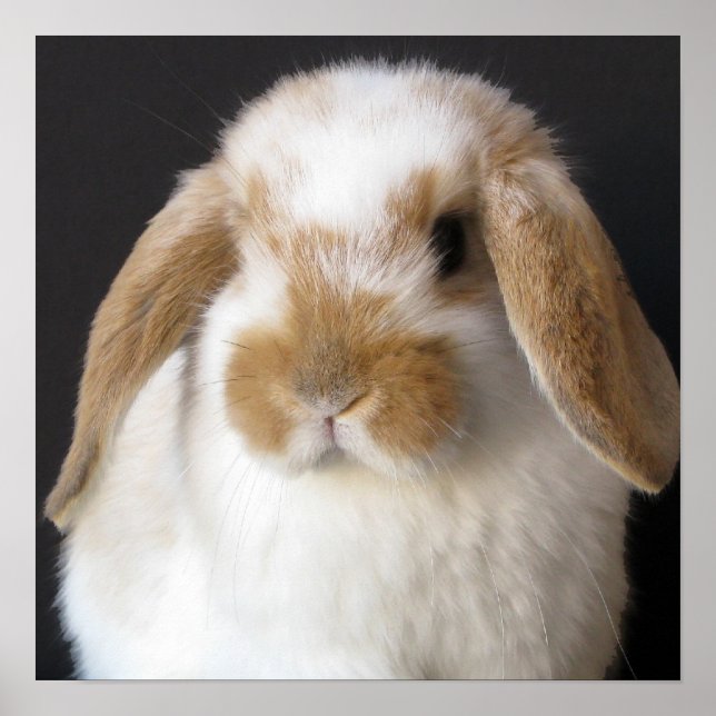 Poster Papier pour bébé Holland (Devant)