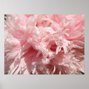 Poster Papier Pretty Pale Rose