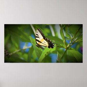 Poster Papillon, 