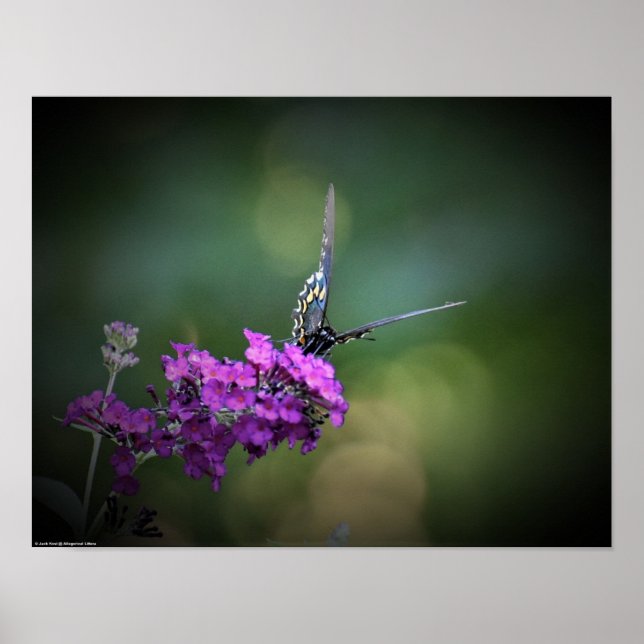 Poster Papillon, (Devant)