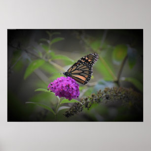 Poster Papillon,