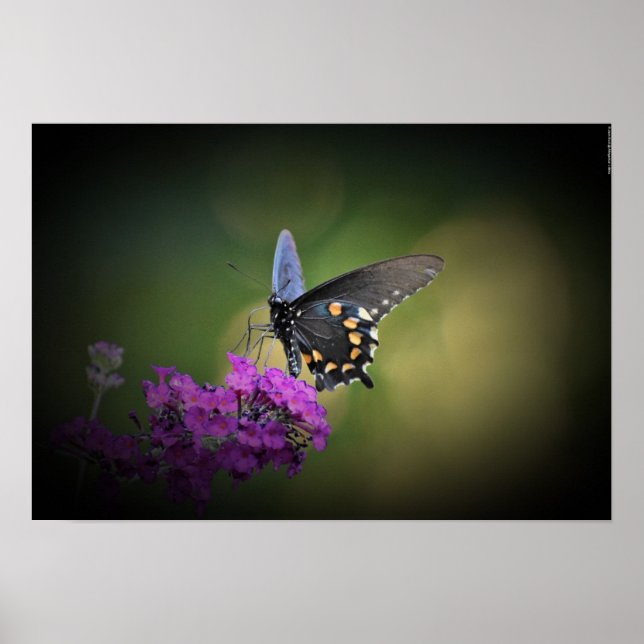 Poster Papillon, (Devant)
