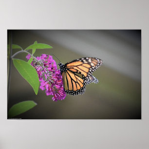 Poster Papillon,