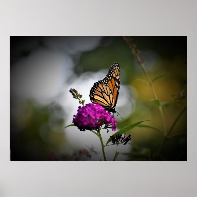 Poster Papillon, (Devant)