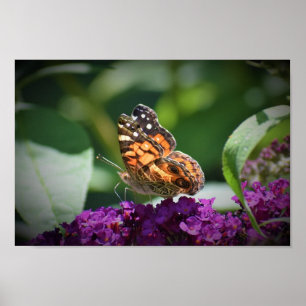 Poster Papillon,