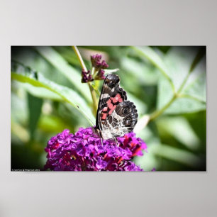 Poster Papillon,