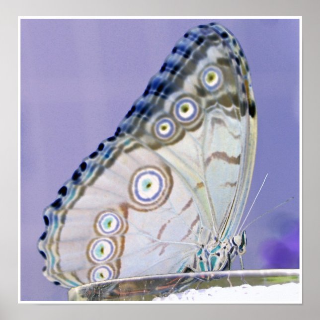 Poster papillon (Devant)