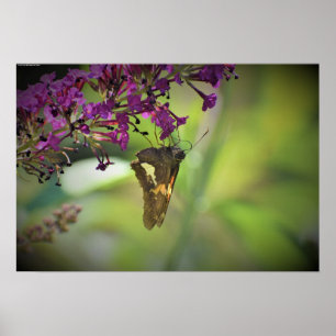 Poster Papillon,