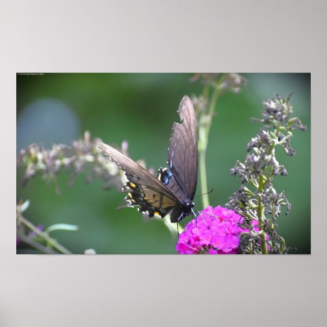 Poster Papillon, (Devant)