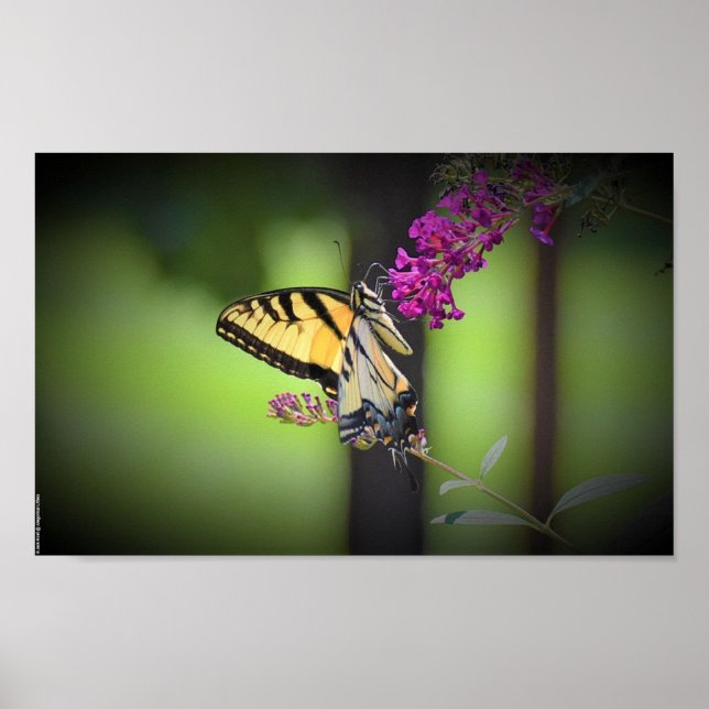 Poster Papillon, (Devant)