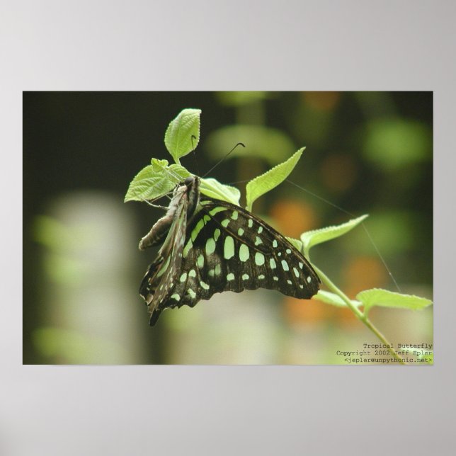 Poster Papillon (Devant)