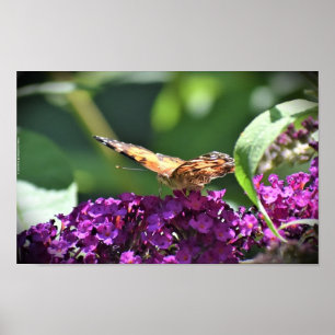 Poster Papillon,
