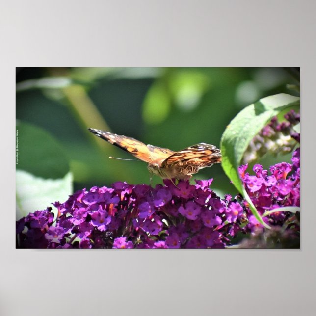 Poster Papillon, (Devant)