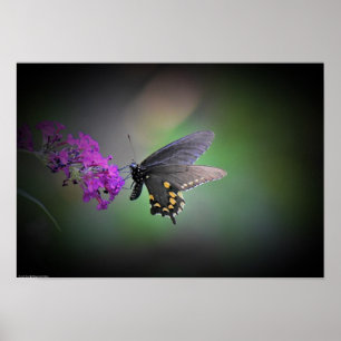 Poster Papillon,