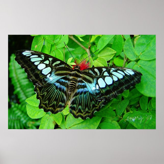 Poster Papillon (Devant)