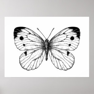 Poster Papillon à chou
