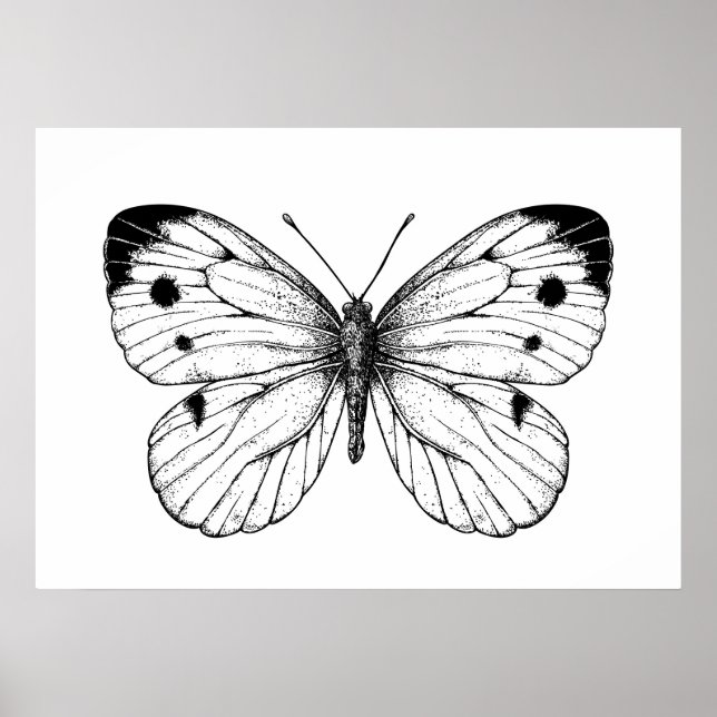 Poster Papillon à chou (Devant)
