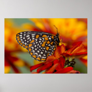 Poster Papillon à damier de Baltimore