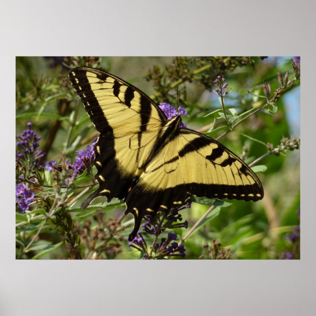 Poster Papillon à queue d'hirondelle sur Buddleia (Devant)