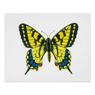 Poster Papillon à queue épaisse de tigre