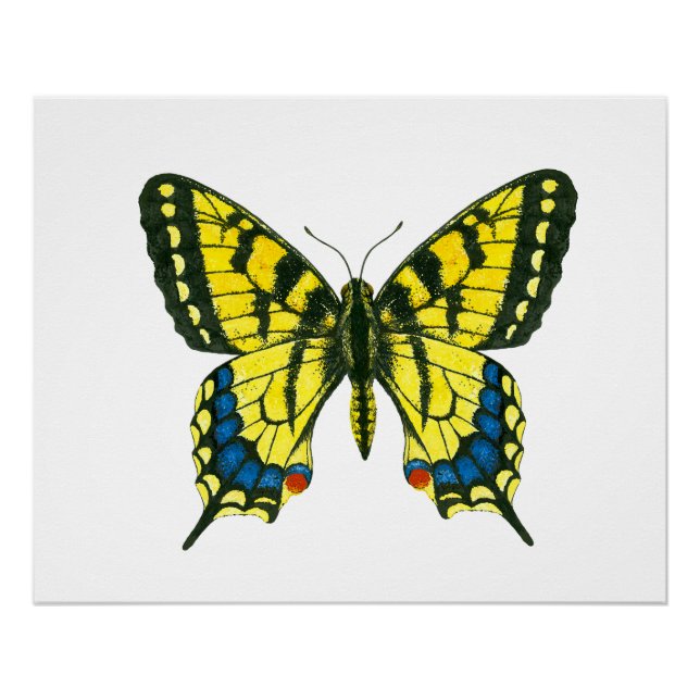 Poster Papillon à queue épaisse de tigre (Devant)