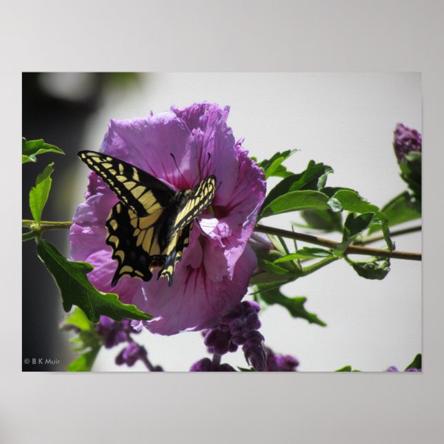 Poster - Papillon à queue noire (Devant)