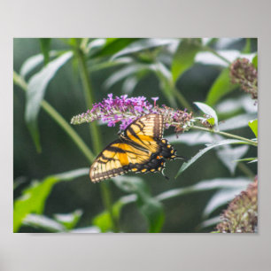 Poster Papillon à queue sur Buddleia