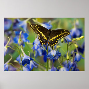 Poster Papillon à taches quadrillées Euphydryas Phaeton