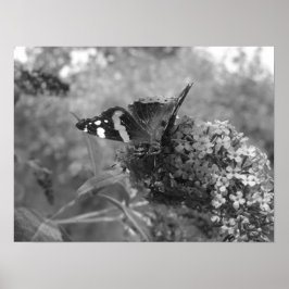 Poster - Papillon amiral en noir et blanc