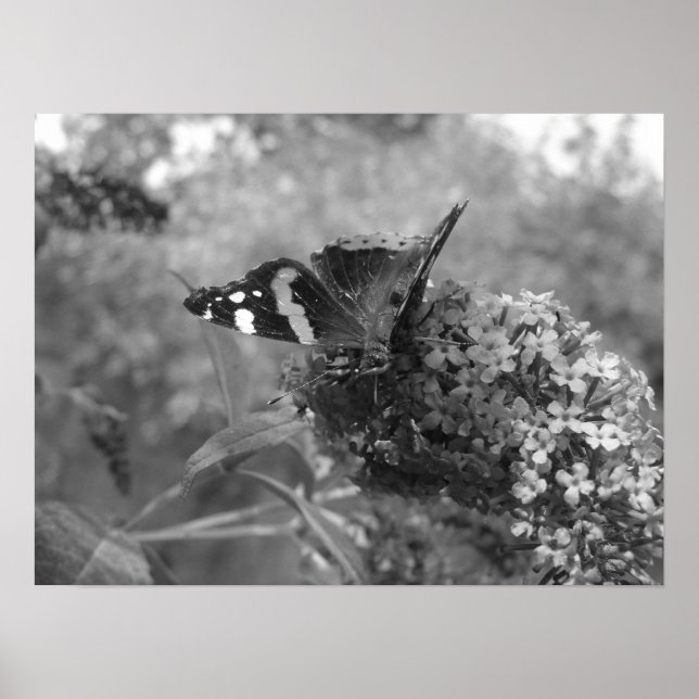 Poster - Papillon amiral en noir et blanc (Devant)