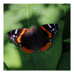 Poster Papillon Amiral Rouge sur Feuilles Vertes