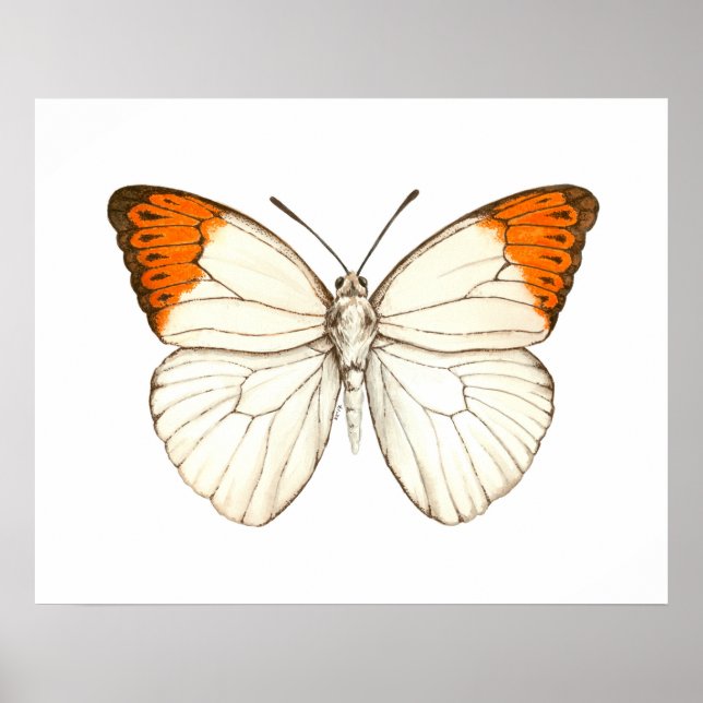 Poster Papillon aquarelle, grande pointe orange (Devant)