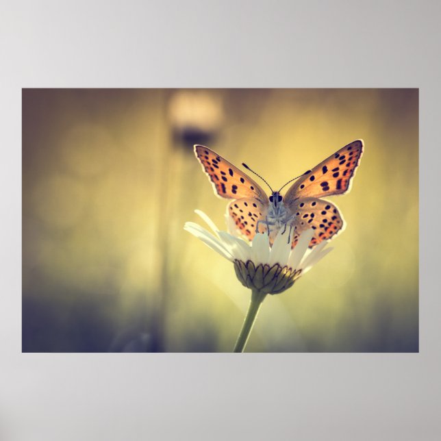 Poster papillon Argus (Devant)