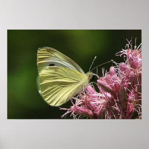Poster Papillon au soufre