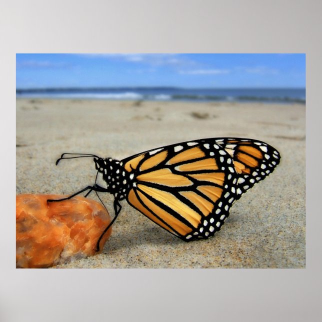 Poster Papillon Beached par TDGallery (Devant)